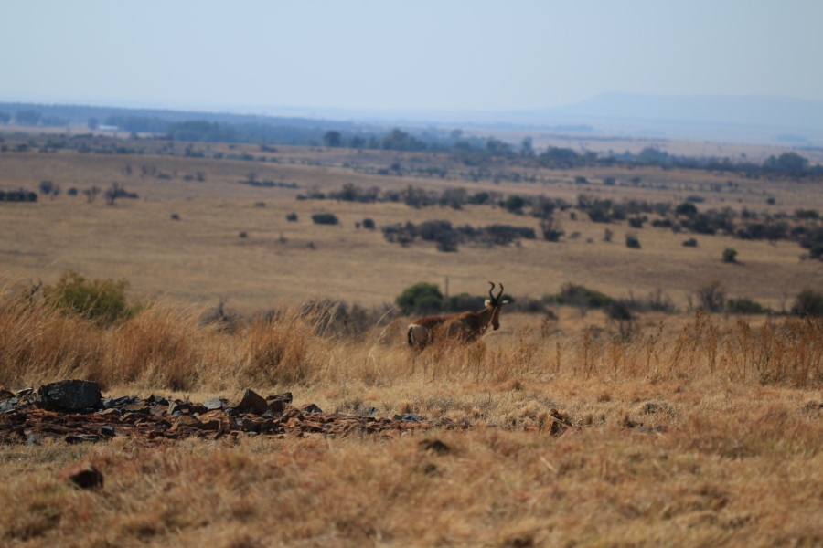 Commercial Property for Sale in Lekwena Wildlife Estate North West